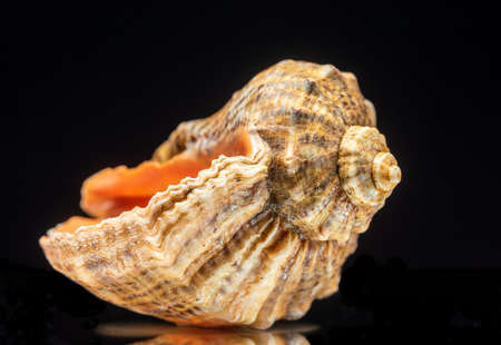 Shell with reflection on black background