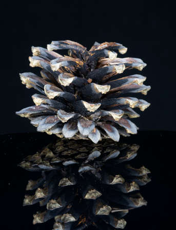 Pine cone and reflection on a black background.の写真素材