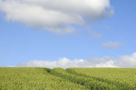green fields against blue sky