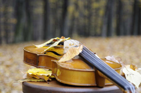 leaves resting on violinの写真素材