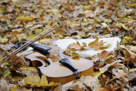 violin resting in leaves in fall seasonの写真素材