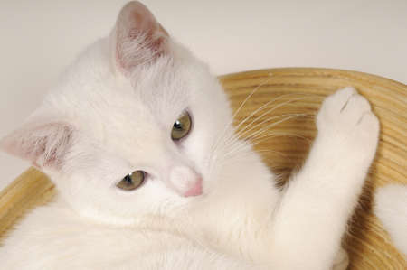 white cat playingの写真素材