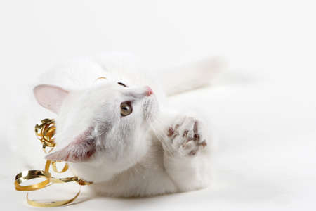 cat playing with christmas decorationsの写真素材