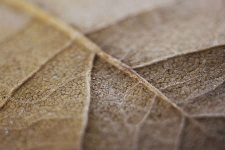 brown textureの写真素材