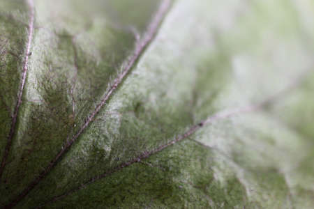 macro with green leafの写真素材