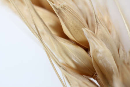 ear of wheatの写真素材