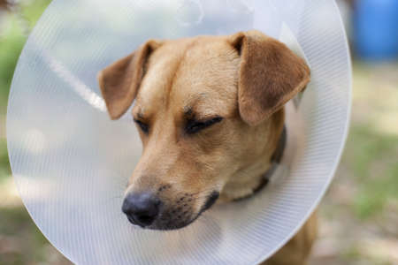 sad dog suffering in coneの写真素材