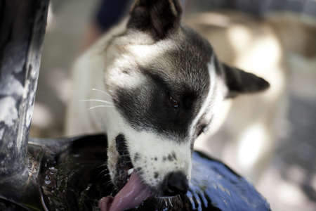 young female dog drinking waterの写真素材