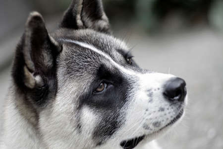 beautiful akit dog portraitの写真素材