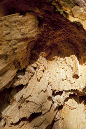 closeup with wood details