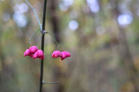 purple poisoned fruitsの写真素材