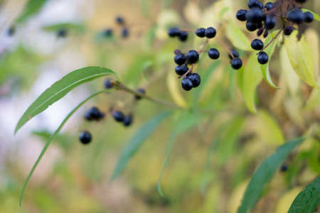 black poisoned fruitsの写真素材