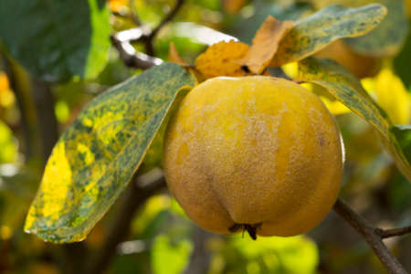 yellow quinceの写真素材