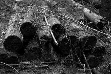 fallen coniferous tree trunkの写真素材