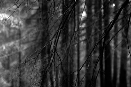 tree branches の写真素材