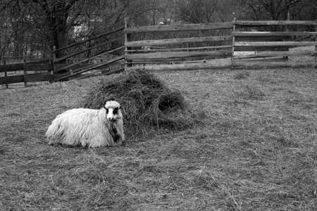 one sheep eating hayの写真素材
