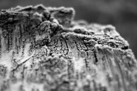 frosted tree trunkの写真素材