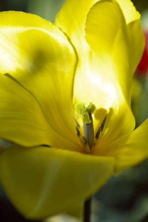 sunlight in yeloow tulip petals