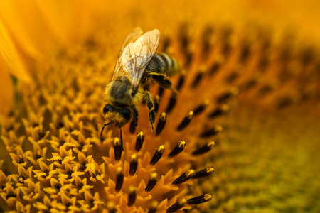 bee working in sunflower