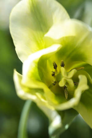 macro with tulip pistils