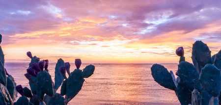 beautiful sea sunrise or sunset landscape with nice cactus on foreground and picturesque sky above horizon on backgroundの写真素材
