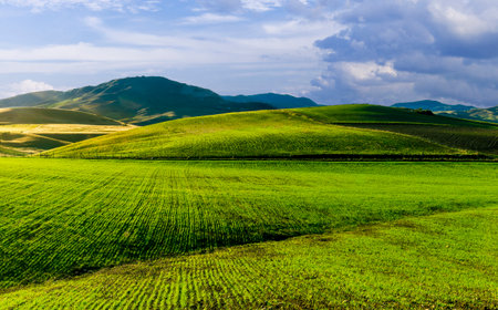 Scenic view at beautiful spring sunset in a green shiny field with green grass and golden sun rays, deep blue cloudy sky on a background , forest and country road, summer valley landscapeの写真素材
