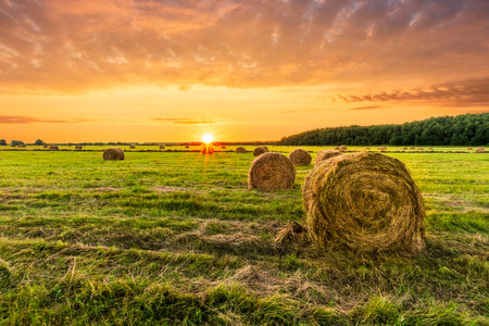 Scenic view at beautiful spring sunset in a green shiny field with green grass and golden sun rays, deep blue cloudy sky on a background , forest and country road, summer valley landscapeの写真素材