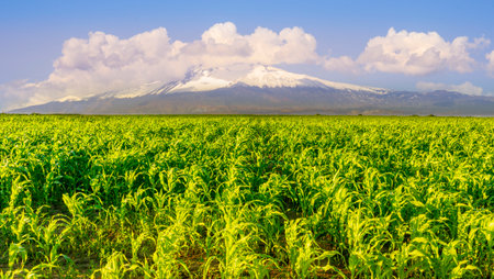 beautiful summer corn shiny field with green growth and amazing high mountain with snow and white clouds with deep blue cloudy sky on backgroundの写真素材