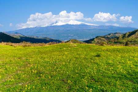 beautiful meadow green with yellow flowers and young spring grass on foreground and amazing mountains on background of highland landscapeの写真素材