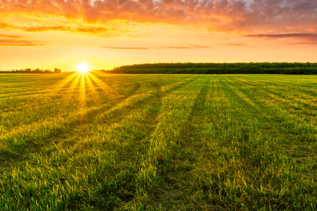 Scenic view at beautiful spring sunset in a green shiny field with green grass and golden sun rays, cloudy sky on a background, forest and country road, summer valley landscapeの写真素材