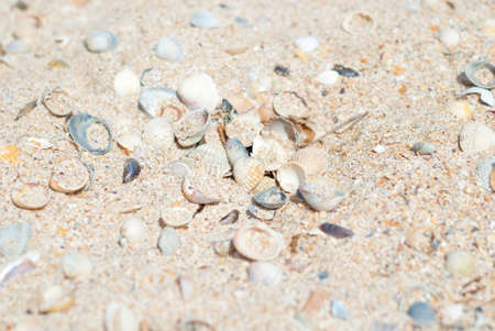Sand background with seashells, in sea coast.の写真素材