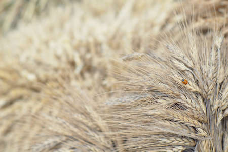 The harvest of cereals. Beautiful gathered sheavesの写真素材
