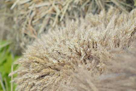 The harvest of cereals. Beautiful gathered sheavesの写真素材