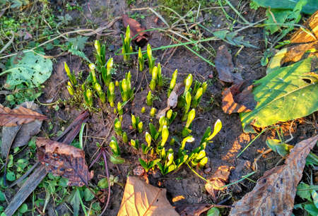 Starting to bloom spring flowers primroses, closed budsの写真素材
