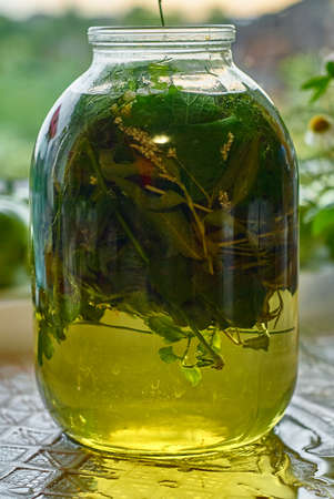 Medicinal infusion of boiling water and freshly picked leaves and herbs in glass jarの写真素材