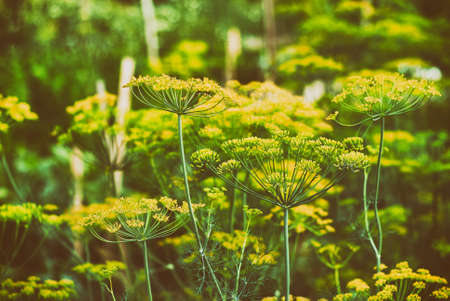 Unripe yellow umbrellas of dill in garden close up