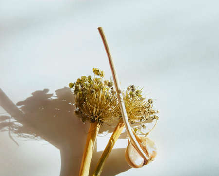 Garlic and dry welsh onion on white background, healing productの写真素材
