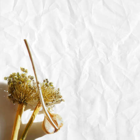 Crumpled paper background with garlic and dry seeds welsh onionの写真素材