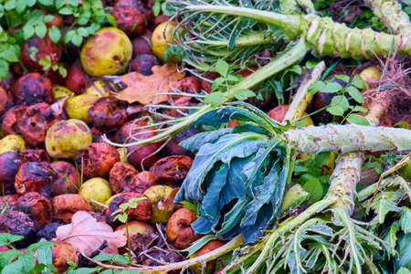 Preparation of organic fertilizers, rotten apples and cabbage remains lying on grass closeup,...