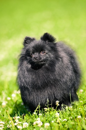 Black shpitz on green grass in summer parkの写真素材