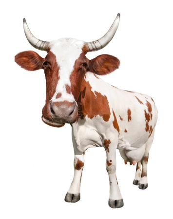 Spotted brown cow on white backgroundの写真素材