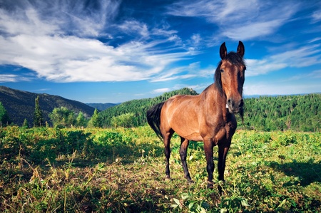 Brown horse grazing on mountain fieldsの写真素材