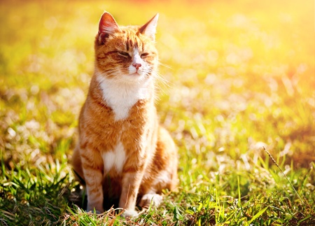 Red cat squinting in the bright sunの写真素材