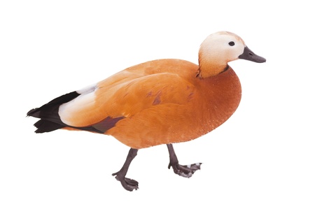 Duck on white background  Ruddy Shelduckの写真素材