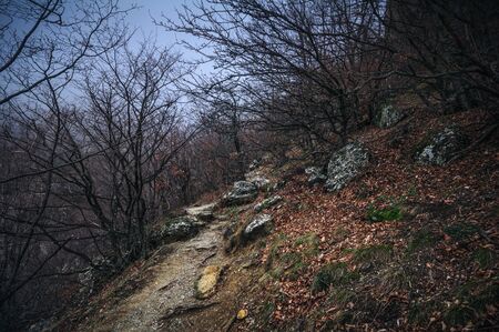 Beautiful autumn landscape in a mountain forest
