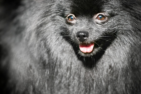 Close-up portrait of black shpitzの写真素材