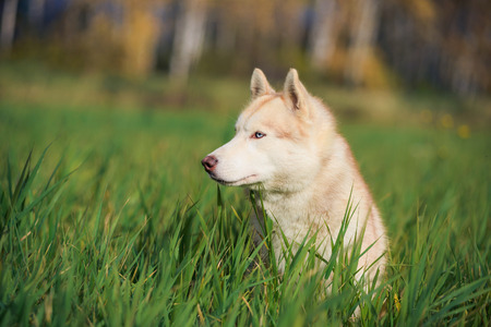 Portrait of siberian Huskyの写真素材