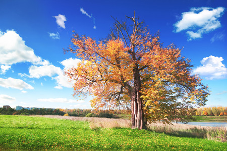 Autumn at the park