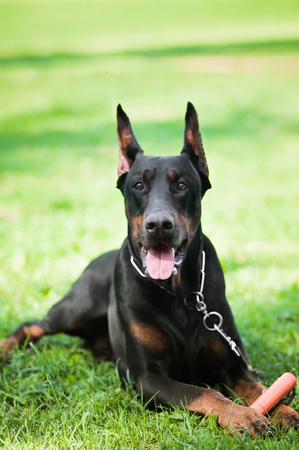 Black doberman pinscher lie on green grassの写真素材