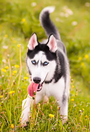 Husky in the middle of green grassの写真素材